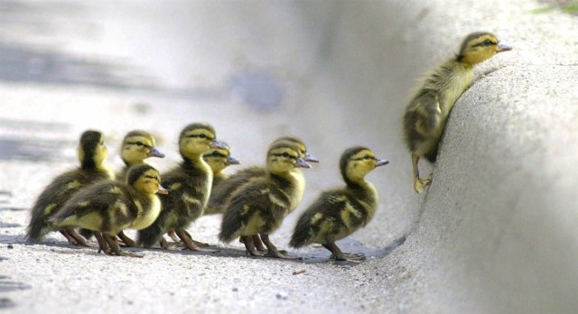 ducklings