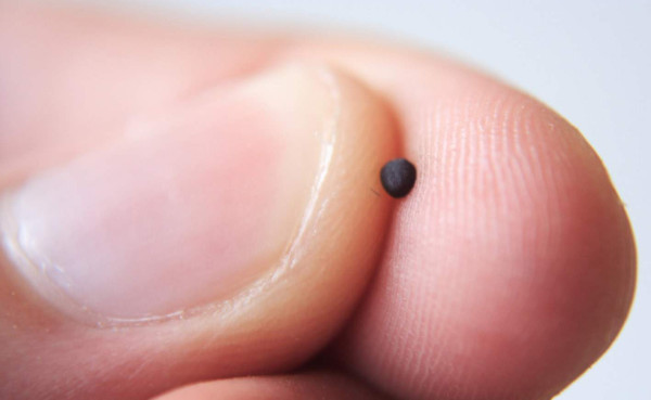 mustard-seed-600x369